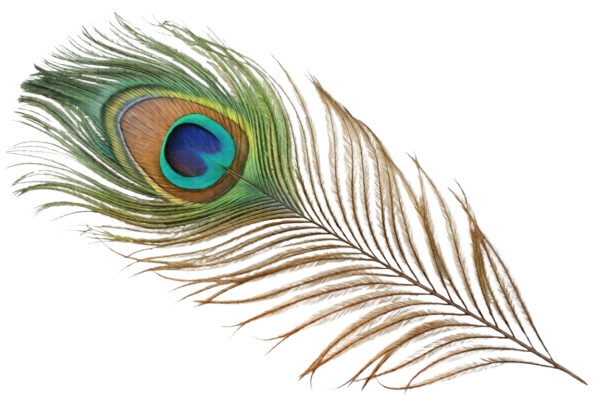 bg remove img feather 1